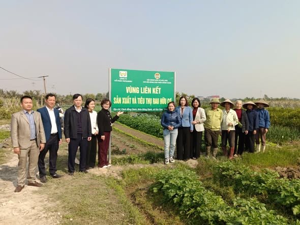 Xây dựng vùng liên kết sản xuất và tiêu thụ rau an toàn tại Sóc Sơn