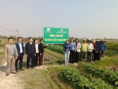 xay dung vung lien ket san xuat va tieu thu rau an toan tai soc son