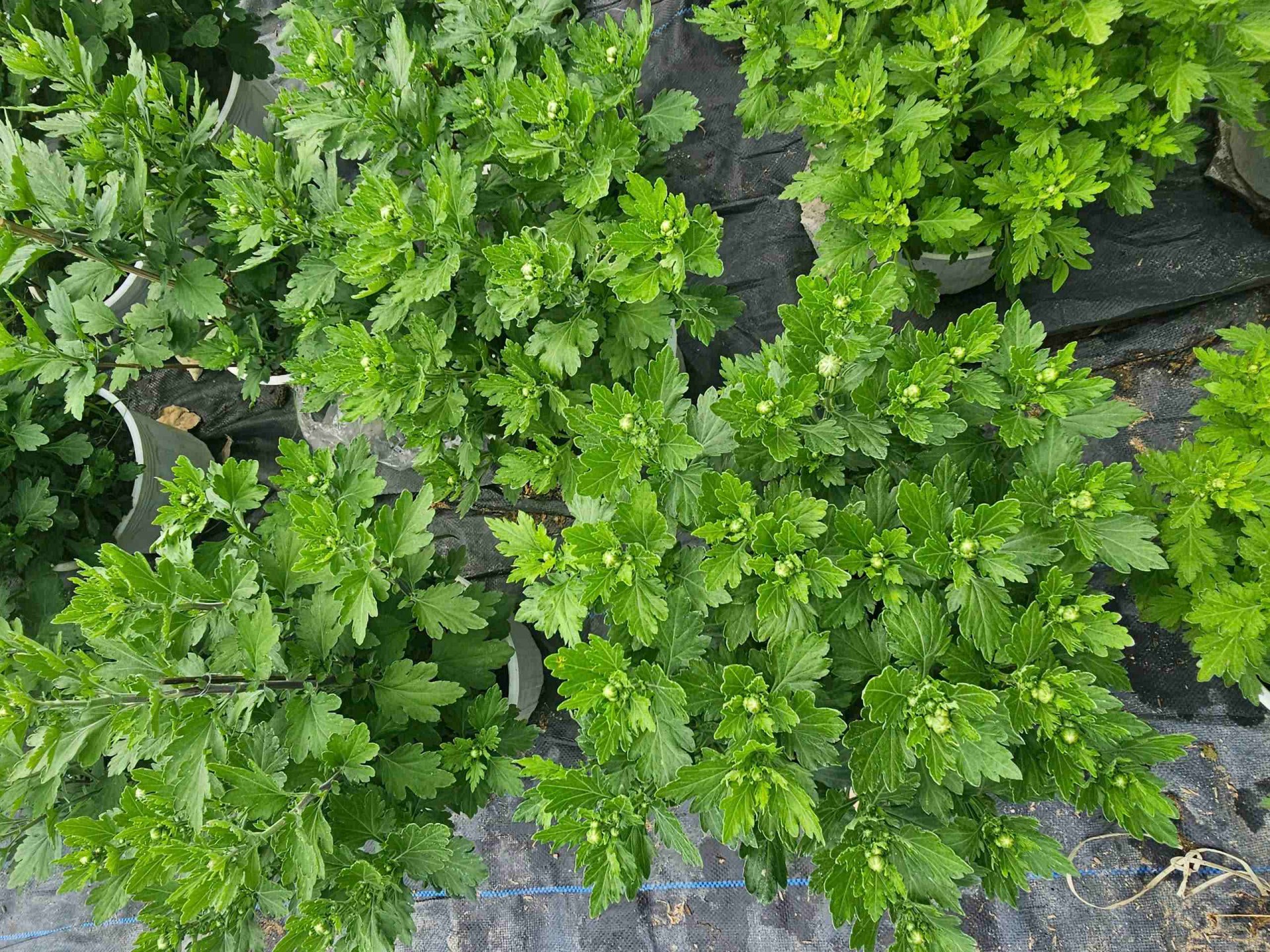 Gia Lai: Làng hoa Bình Lâm tất bật mùa vụ Tết