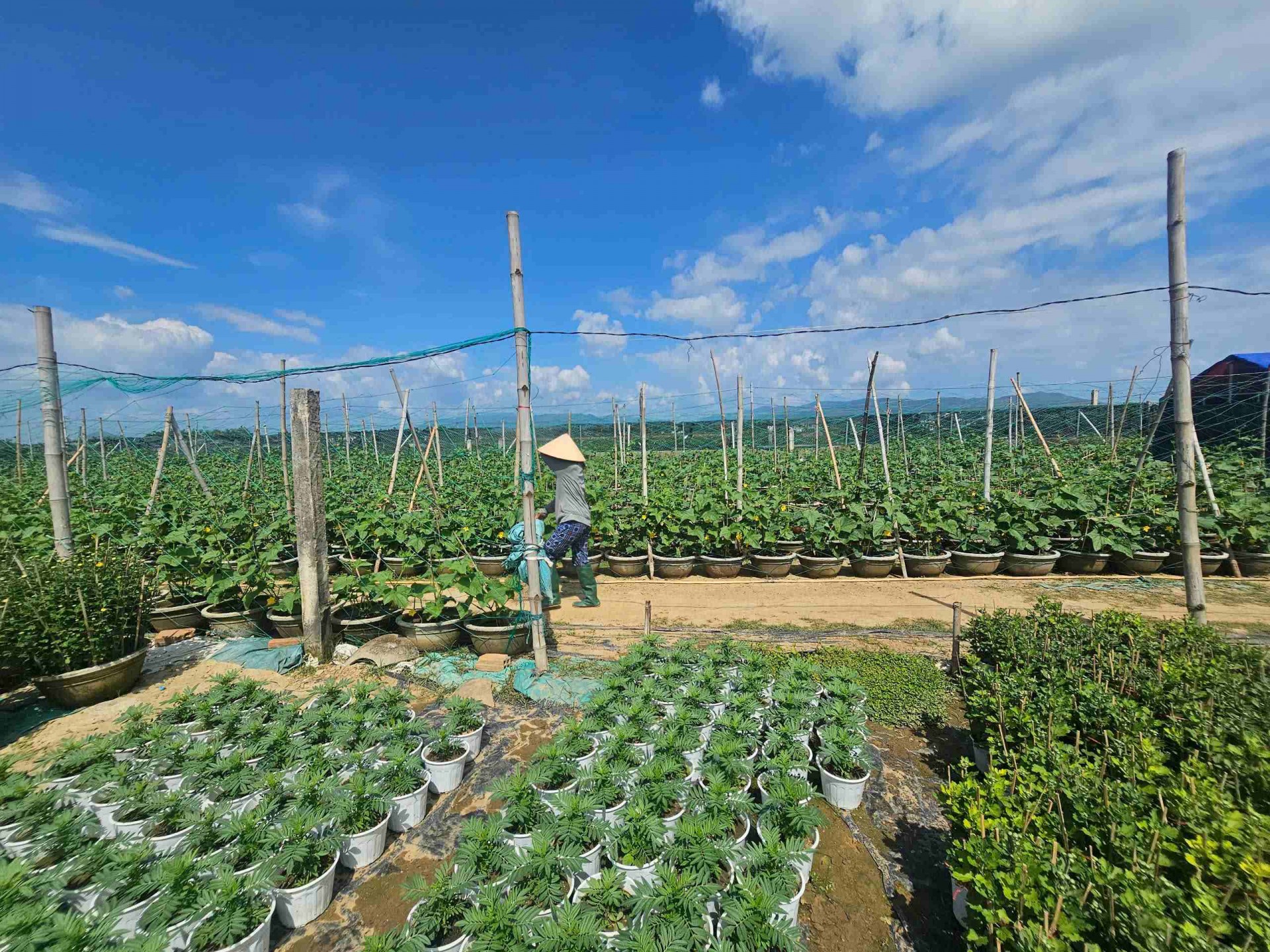 Gia Lai: Làng hoa Bình Lâm tất bật mùa vụ Tết