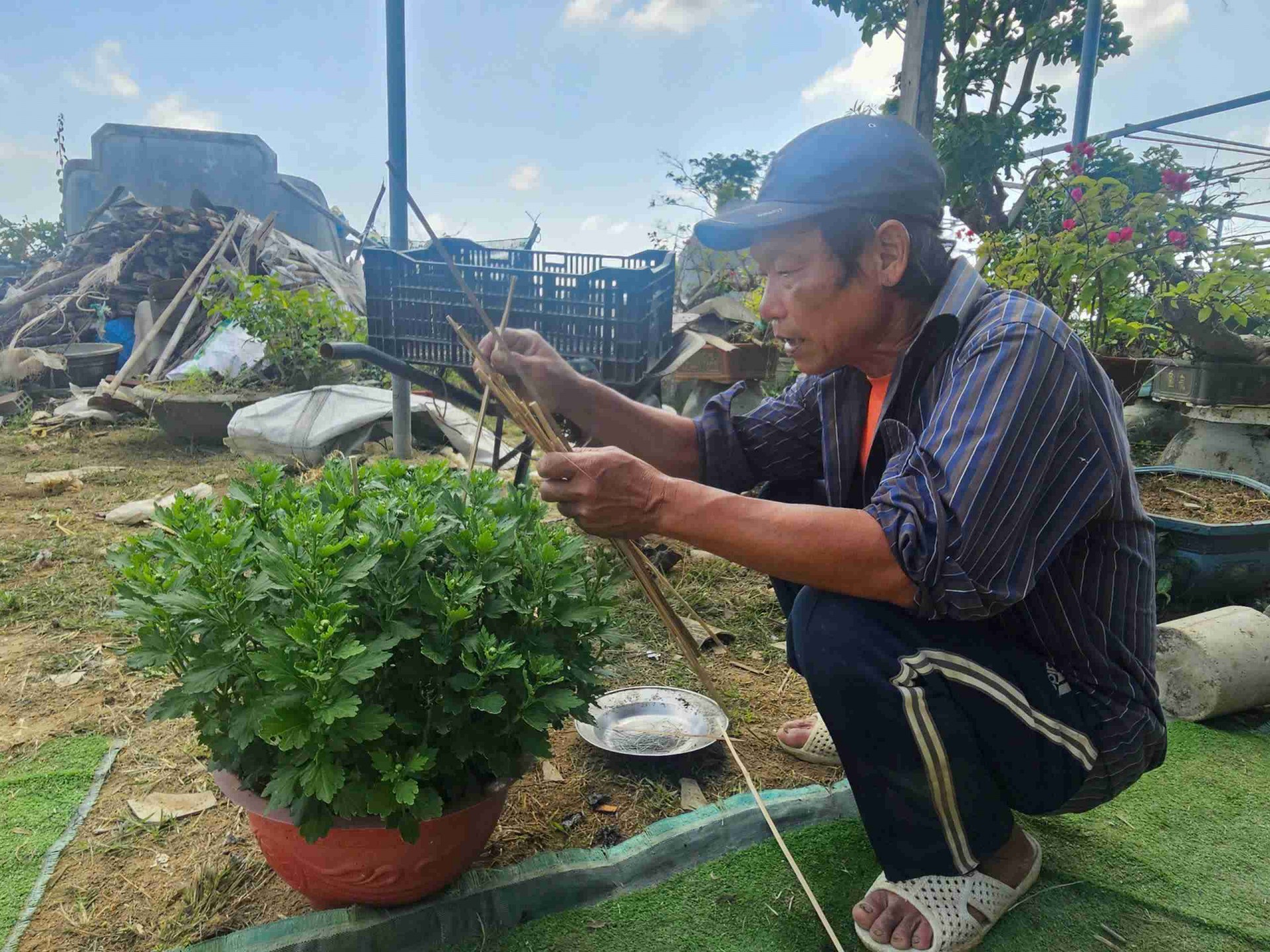 Gia Lai: Làng hoa Bình Lâm tất bật mùa vụ Tết