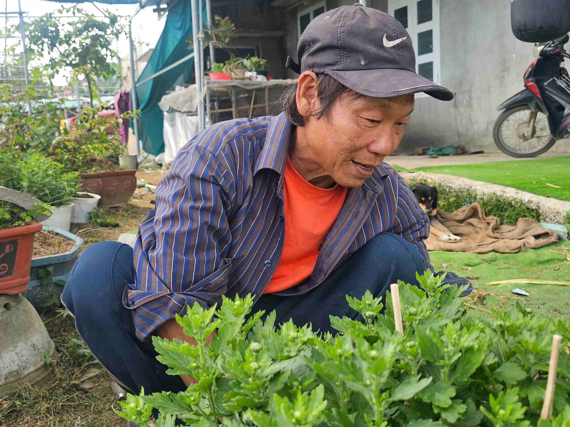 Gia Lai: Làng hoa Bình Lâm tất bật mùa vụ Tết