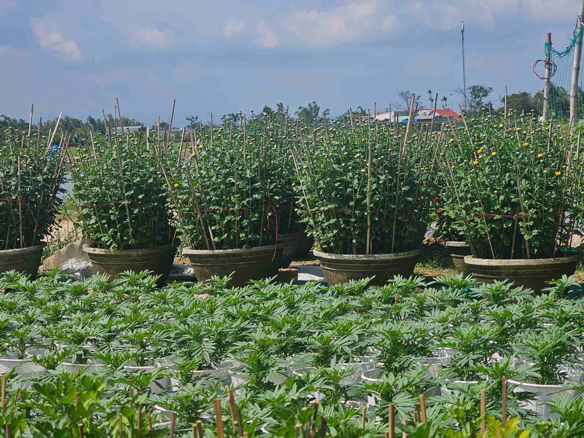 Gia Lai: Làng hoa Bình Lâm tất bật mùa vụ Tết