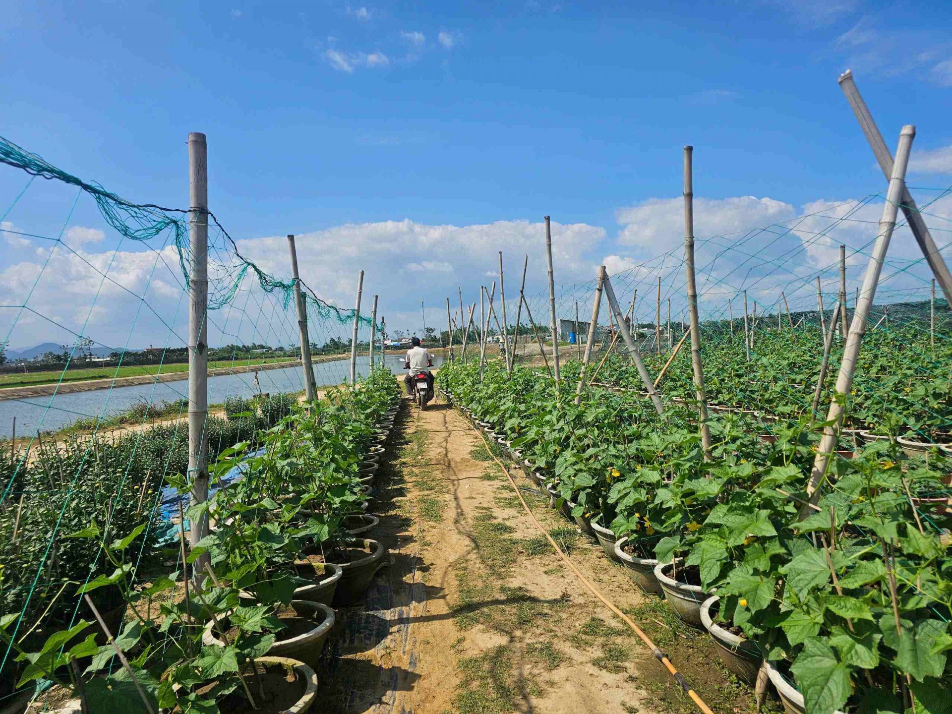 Gia Lai: Làng hoa Bình Lâm tất bật mùa vụ Tết