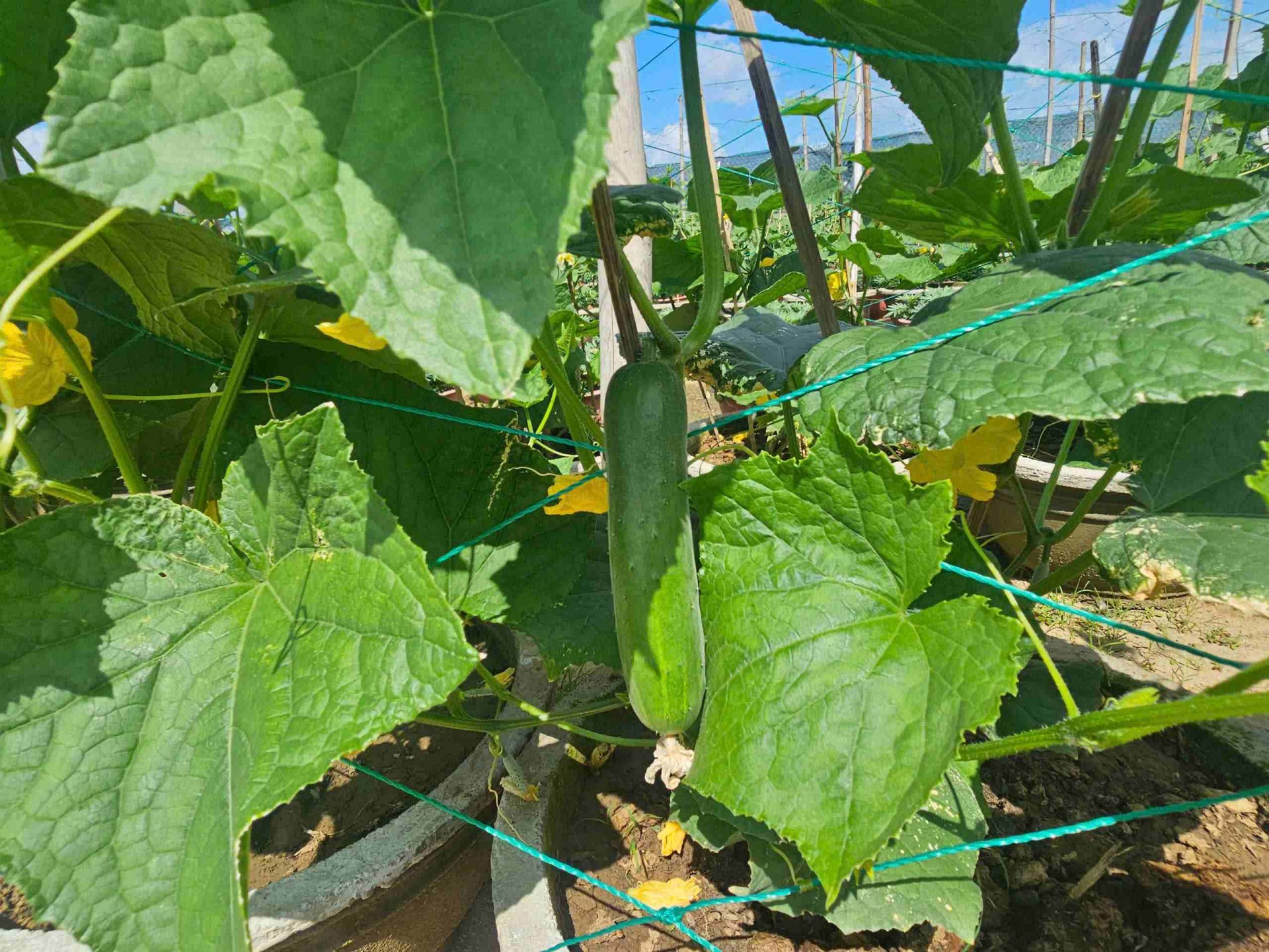 Gia Lai: Làng hoa Bình Lâm tất bật mùa vụ Tết