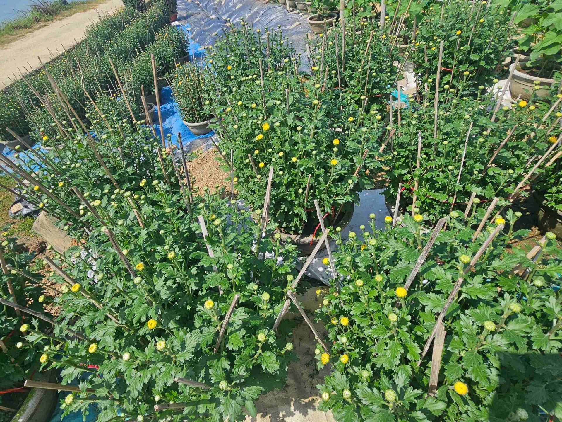 Gia Lai: Làng hoa Bình Lâm tất bật mùa vụ Tết