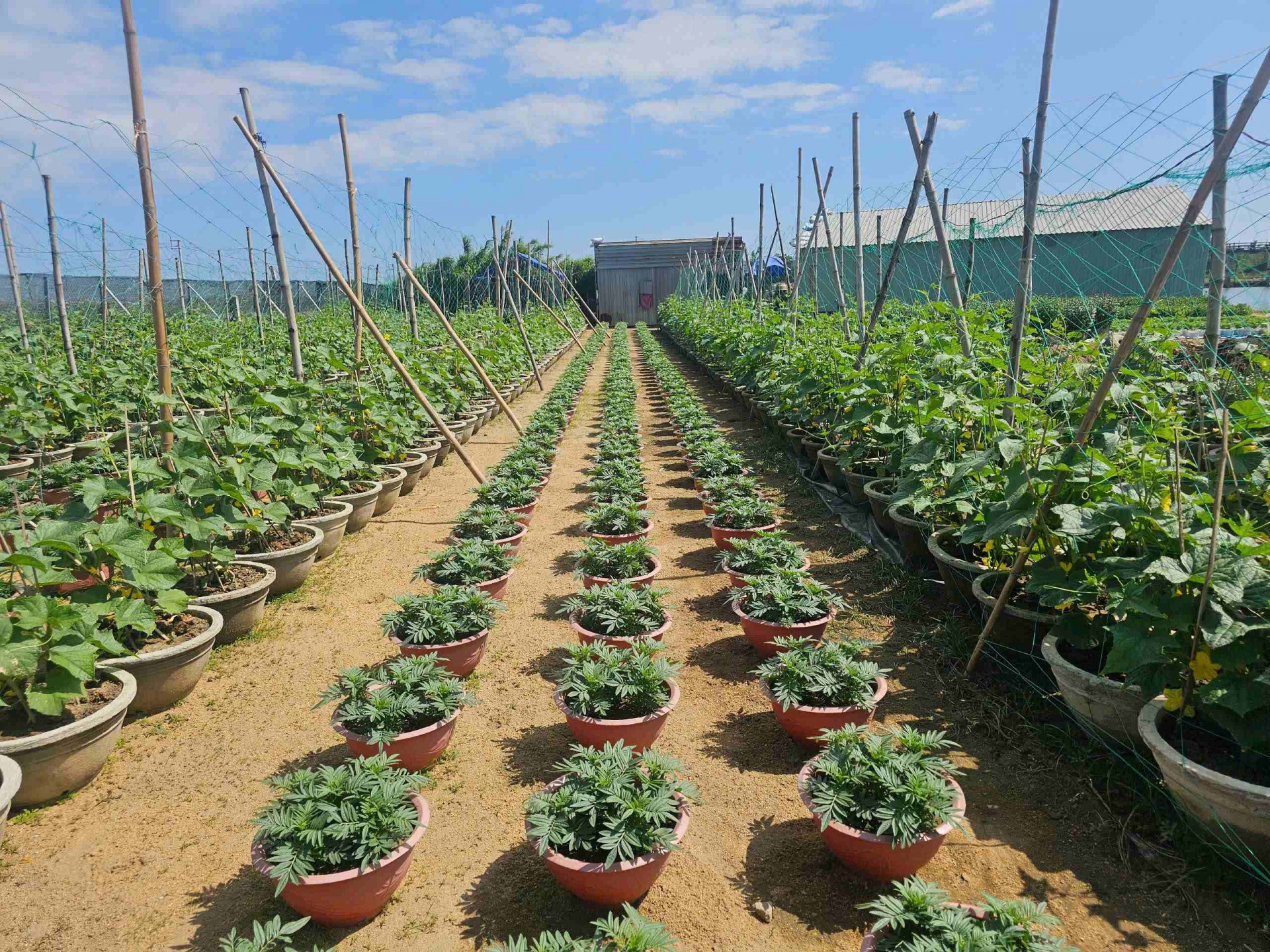 Gia Lai: Làng hoa Bình Lâm tất bật mùa vụ Tết