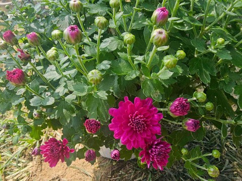 gia lai lang hoa binh lam tat bat mua vu tet