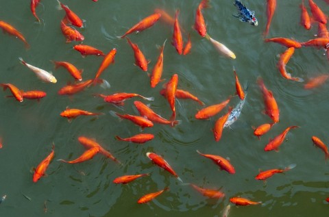 ron rang mua ca chep do lang thuy tram truoc tet ong cong ong tao