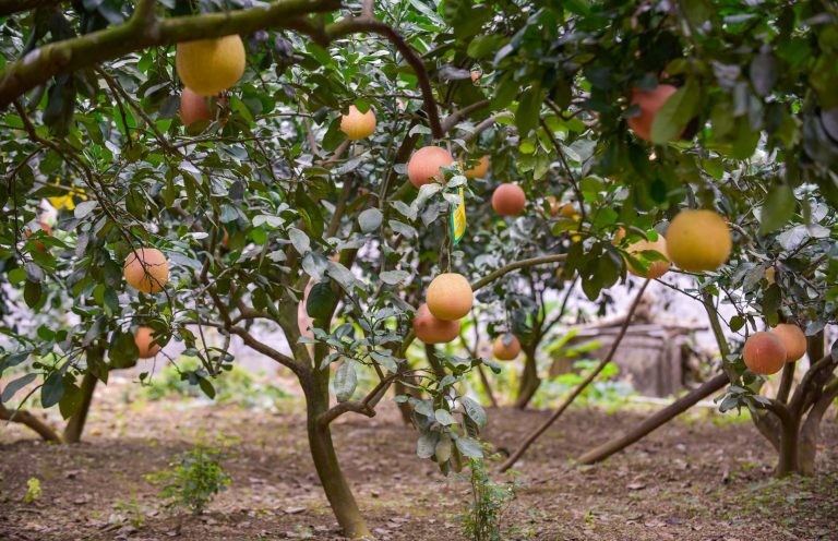 Bưởi đỏ Luận Văn chuẩn bị đón xuân từ vùng đất Lam Sơn