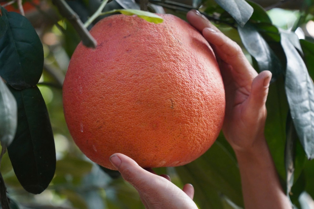 Bưởi đỏ Luận Văn chuẩn bị đón xuân từ vùng đất Lam Sơn