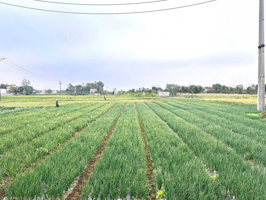 Lĩnh vực nông nghiệp xã Hồ Vương có sự tăng trưởng vượt bậc, tốc độ tăng trung bình đạt 4% hằng năm Lĩnh vực nông nghiệp xã Hồ Vương có sự tăng trưởng vượt bậc, tốc độ tăng trung bình đạt 4% hằng năm