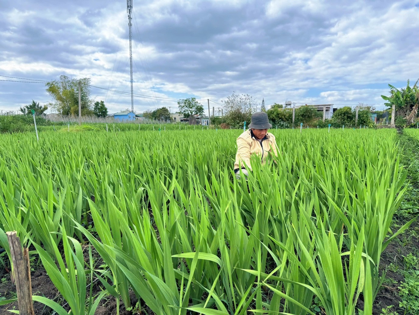 Nông dân phường An Phú tất bật chuẩn bị nguồn hàng cho thị trường Tết Nông dân phường An Phú tất bật chuẩn bị nguồn hàng cho thị trường Tết