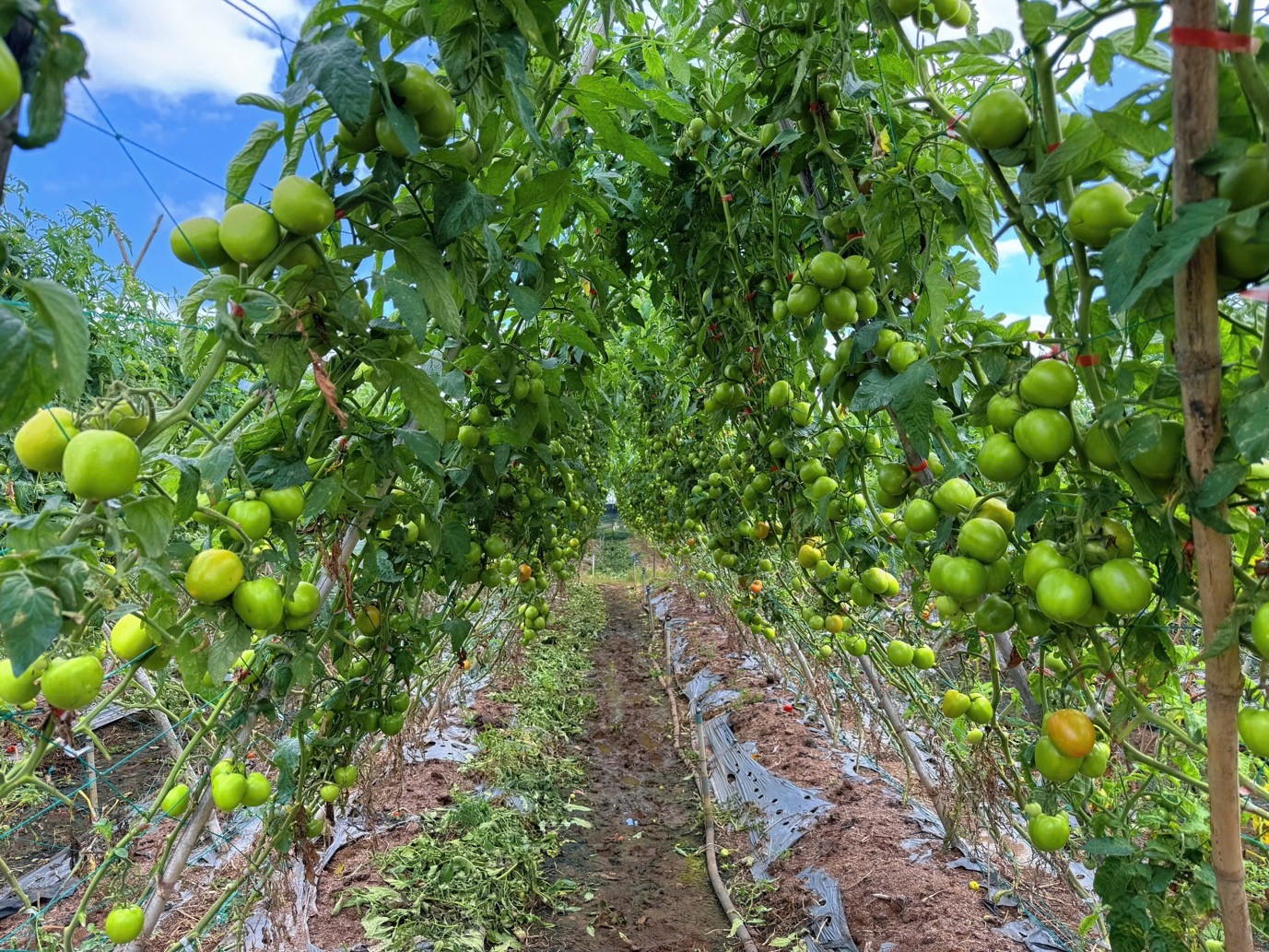 Nông dân phường An Phú tất bật chuẩn bị nguồn hàng cho thị trường Tết Nông dân phường An Phú tất bật chuẩn bị nguồn hàng cho thị trường Tết