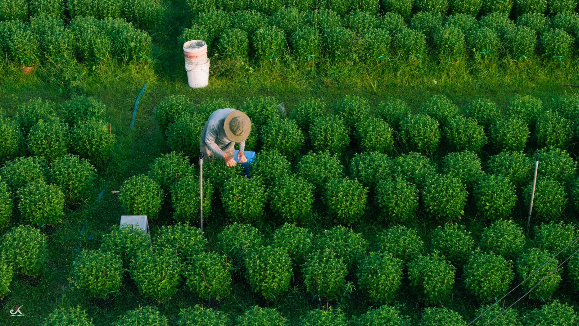 Vườn hoa An Cơ bừng sắc giữa vùng đất nắng gió Vườn hoa An Cơ bừng sắc giữa vùng đất nắng gió