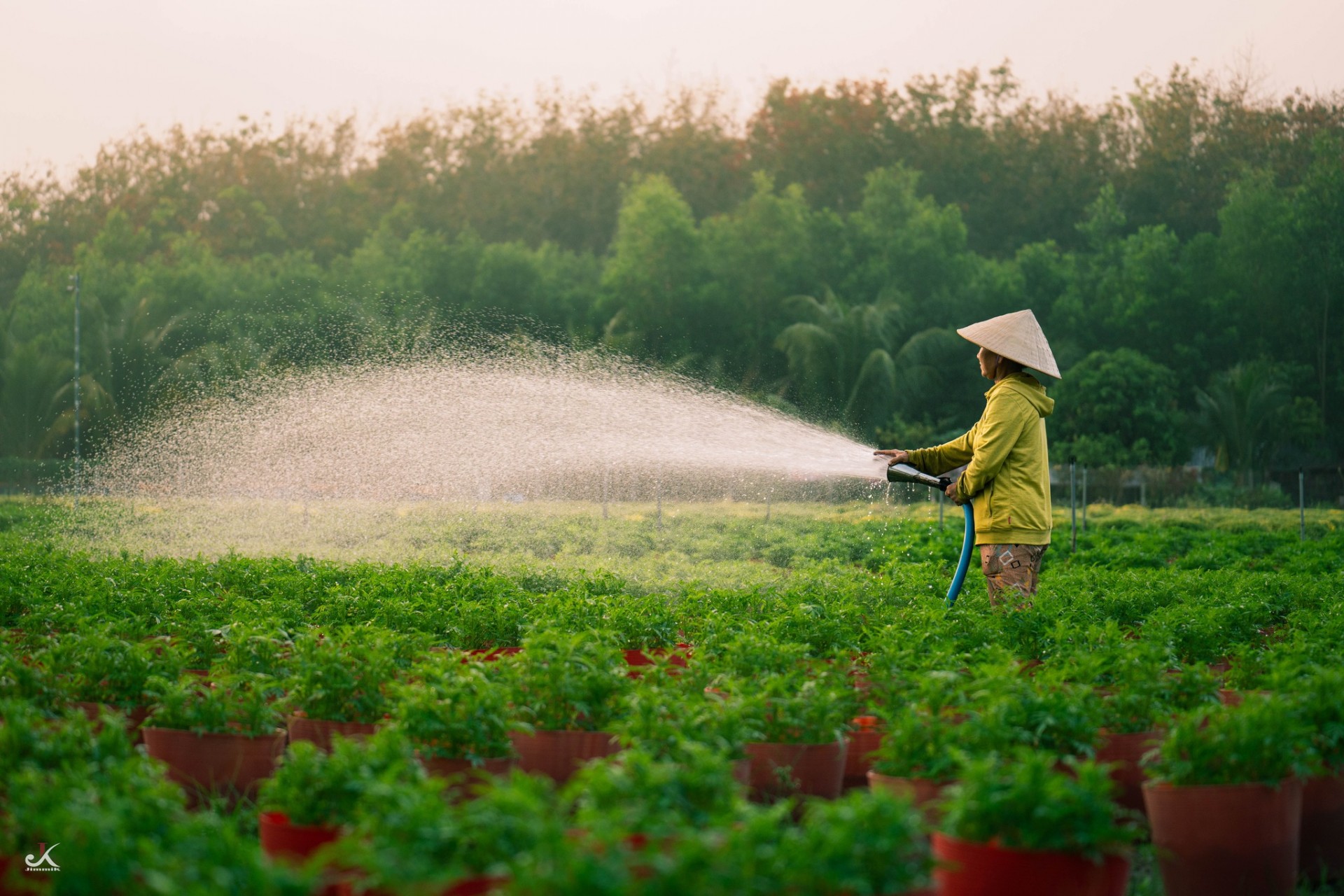 Vườn hoa An Cơ bừng sắc giữa vùng đất nắng gió Vườn hoa An Cơ bừng sắc giữa vùng đất nắng gió