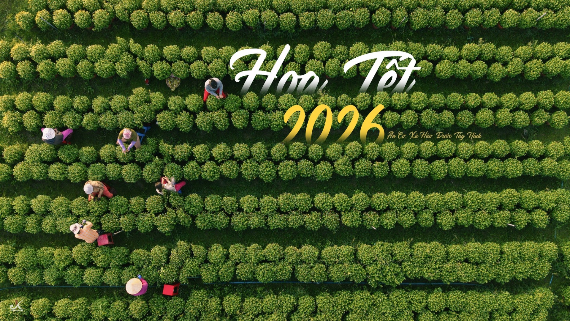 Vườn hoa An Cơ bừng sắc giữa vùng đất nắng gió Vườn hoa An Cơ bừng sắc giữa vùng đất nắng gió