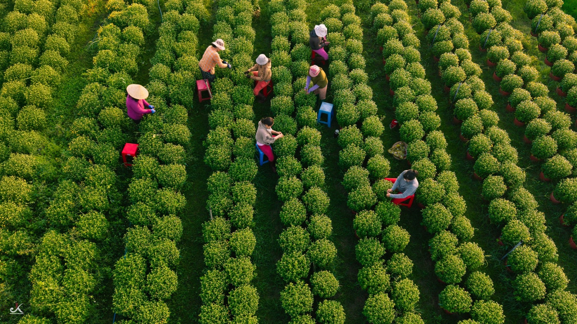 Vườn hoa An Cơ bừng sắc giữa vùng đất nắng gió Vườn hoa An Cơ bừng sắc giữa vùng đất nắng gió