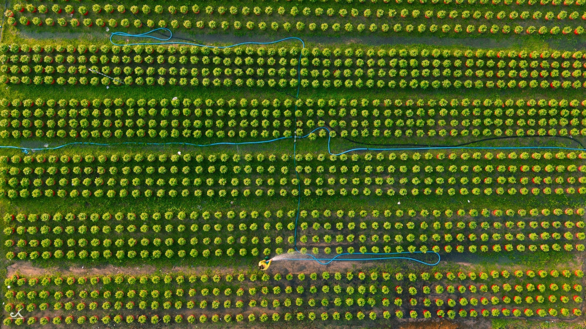 Vườn hoa An Cơ bừng sắc giữa vùng đất nắng gió Vườn hoa An Cơ bừng sắc giữa vùng đất nắng gió