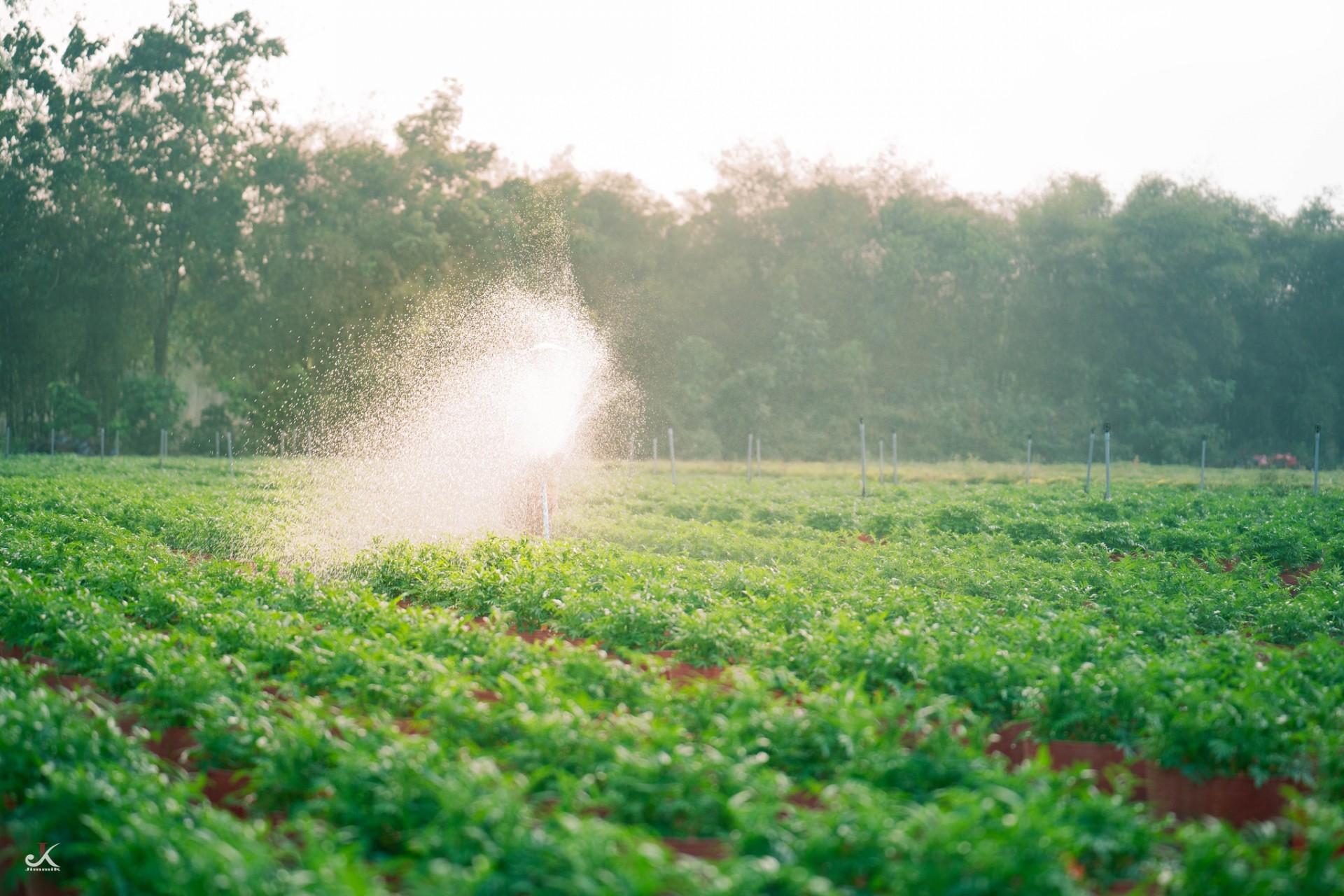 Vườn hoa An Cơ bừng sắc giữa vùng đất nắng gió Vườn hoa An Cơ bừng sắc giữa vùng đất nắng gió