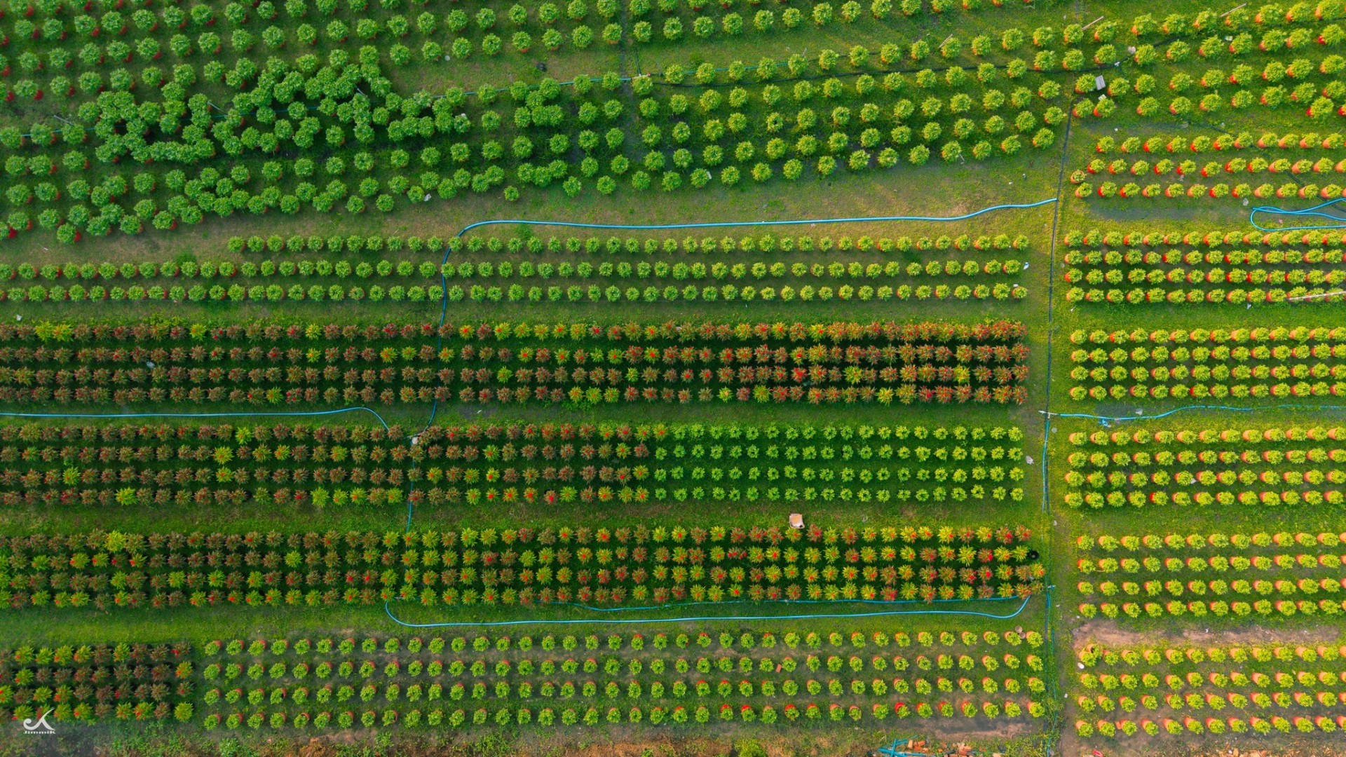 Vườn hoa An Cơ bừng sắc giữa vùng đất nắng gió Vườn hoa An Cơ bừng sắc giữa vùng đất nắng gió