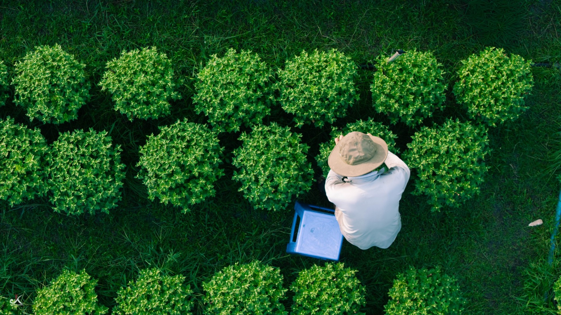 Vườn hoa An Cơ bừng sắc giữa vùng đất nắng gió Vườn hoa An Cơ bừng sắc giữa vùng đất nắng gió