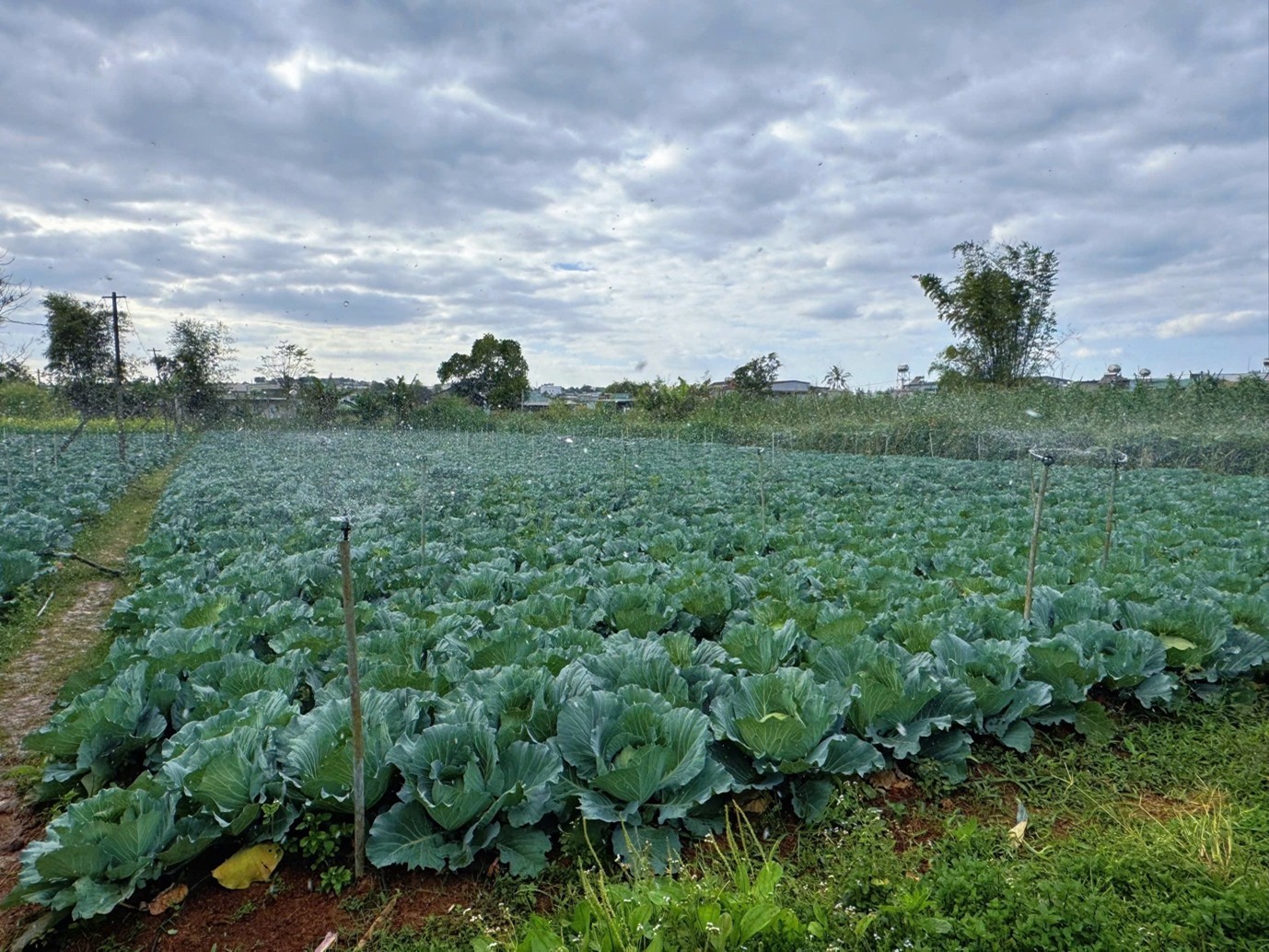 Vườn rau xanh mướt của gia đình anh Thương