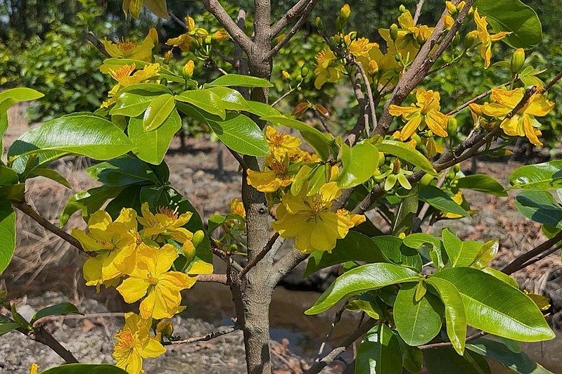 Với chủ đề “Xuân hội tụ - Vững bước vươn mình”, sự kiện Đường hoa Nguyễn Huệ Tết Bính Ngọ 2026 kỳ vọng sẽ góp phần tôn vinh những nghề lâu đời trên địa bàn thành phố, điển hình như làng mai vàng Bình Lợi