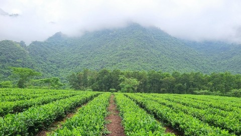 che bup xanh yen thuy ket tinh huong vi nui rung hoa binh