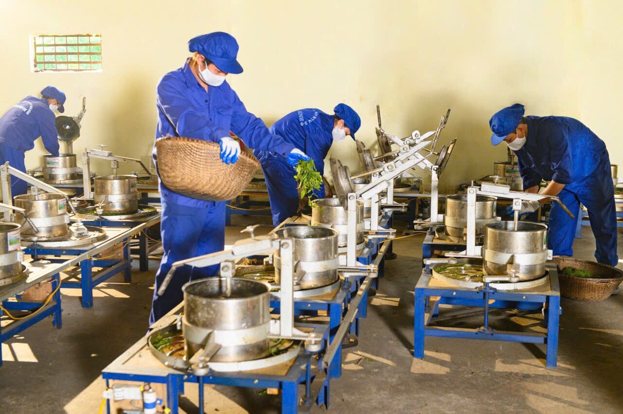 Chè búp xanh Yên Thủy: Kết tinh hương vị núi rừng Hòa Bình