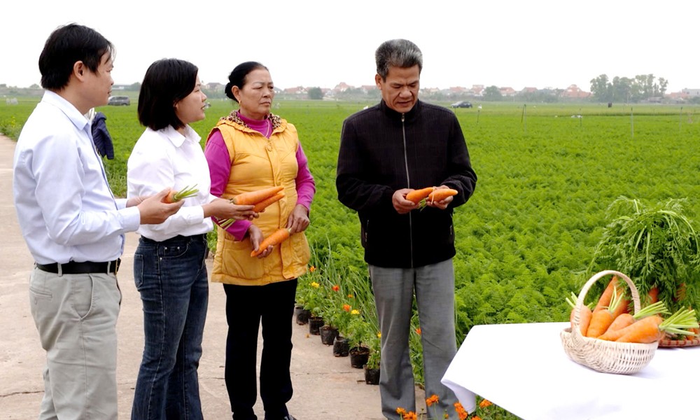 Lãnh đạo UBND, Trung tâm Cung ứng dịch vụ sự nghiệp công xã Trung Kênh thăm mô hình sản xuất cà rốt trên địa bàn.