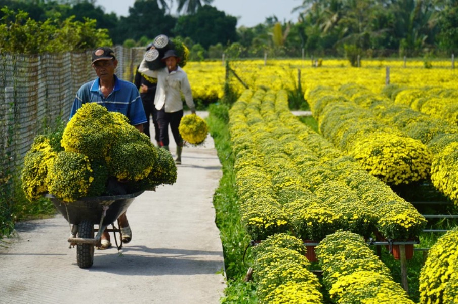 Kịp thời hỗ trợ tiêu thụ cúc mâm xôi nở sớm ở làng hoa Sa Đéc Kịp thời hỗ trợ tiêu thụ cúc mâm xôi nở sớm ở làng hoa Sa Đéc