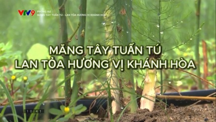 Măng tây Tuấn Tú từ Ninh Thuận chinh phục thị trường Hà Nội.