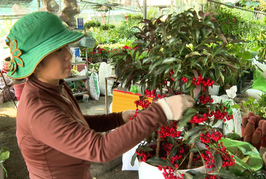 Chị Nguyễn Thị Ngọc Duyên chăm sóc hoa kiểng, hy vọng một mùa thị trường tết nhộn nhịp Chị Nguyễn Thị Ngọc Duyên chăm sóc hoa kiểng, hy vọng một mùa thị trường tết nhộn nhịp
