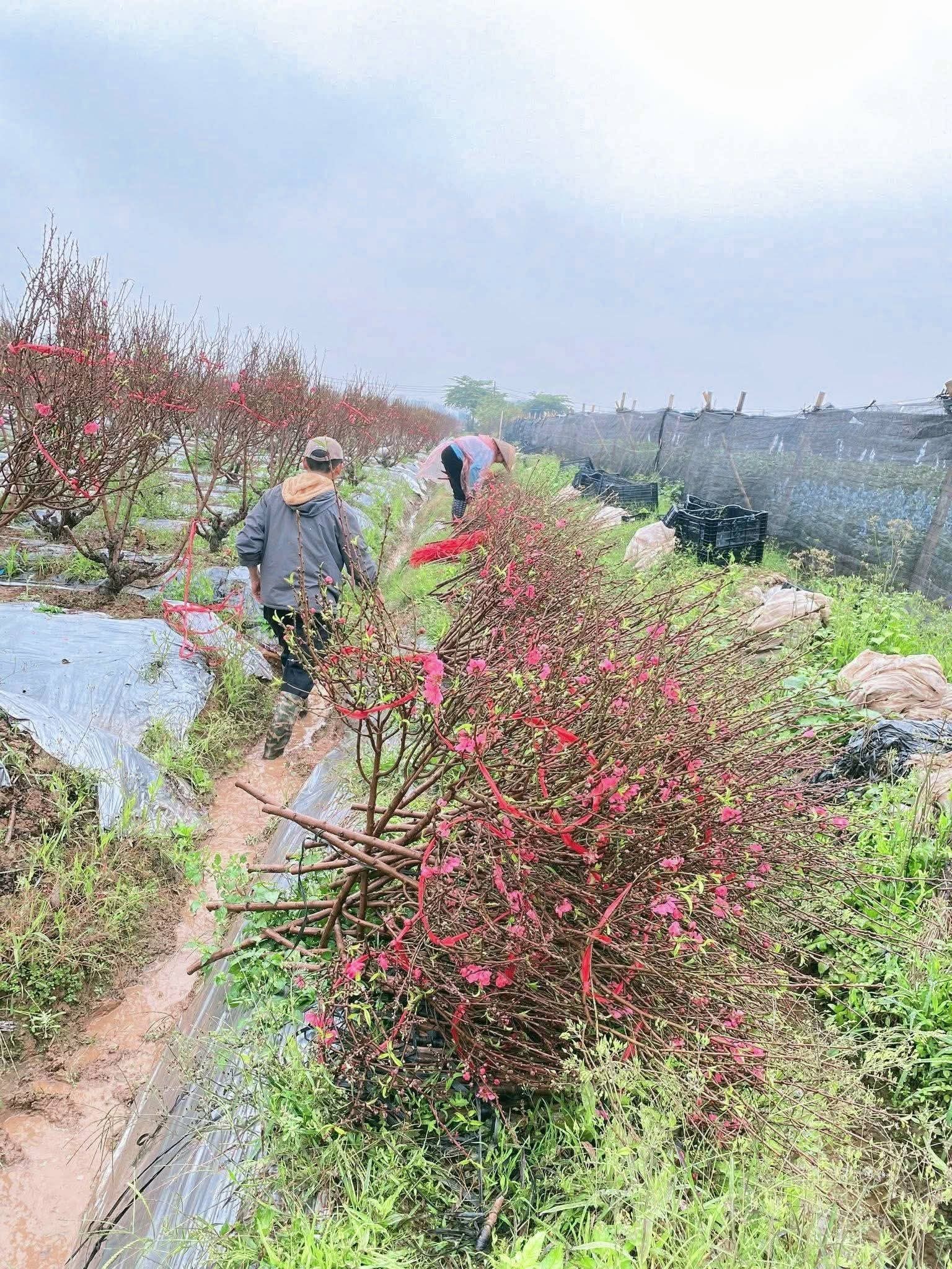 Người có công đưa cây đào Nhật Tân về xã Ô Diên, làm giàu đẹp cho quê hương