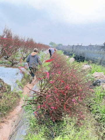 nguoi co cong dua cay dao nhat tan ve xa o dien lam giau dep cho que huong