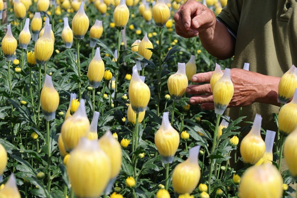 Làng hoa cúc An Châu. Ảnh: Như Đồng