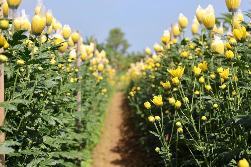 Hoa cúc An Châu rực rỡ đón tết