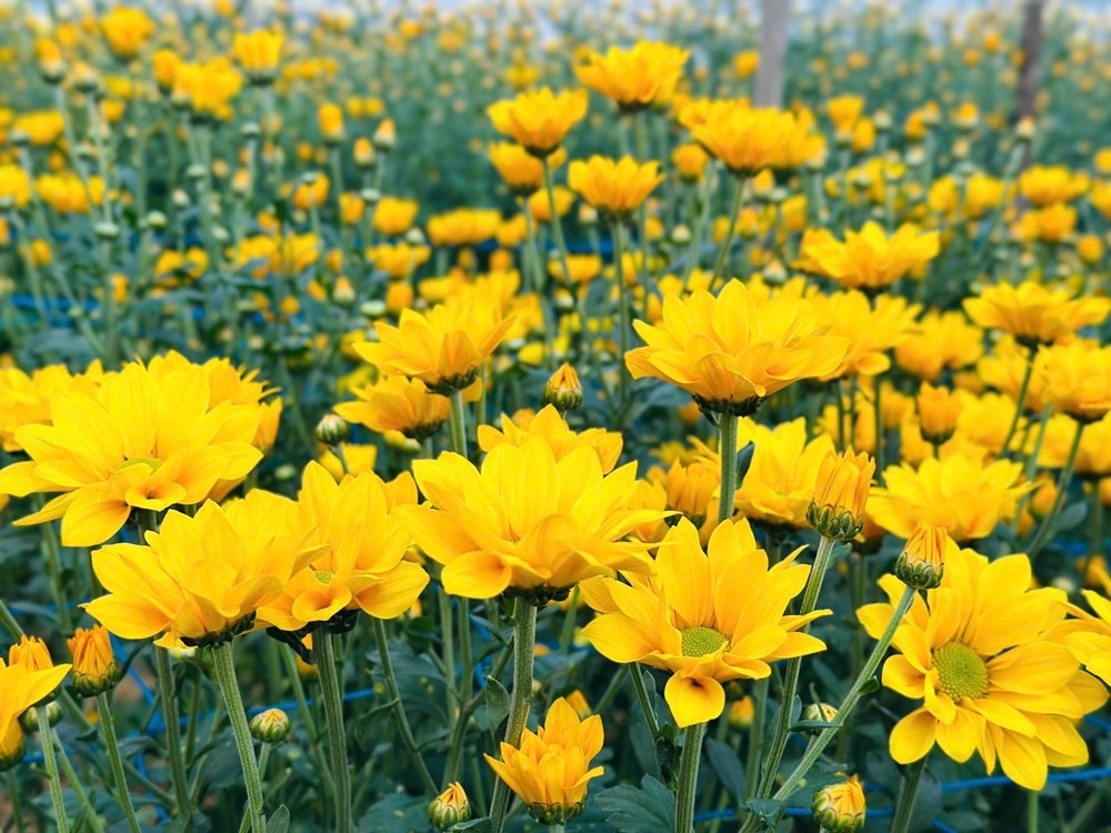 Hoa cúc An Châu rực rỡ đón tết