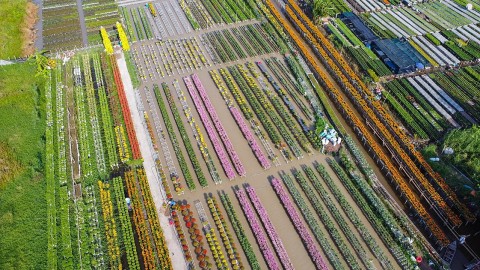 vuon hoa kieng sa dec hut khach dip giap tet