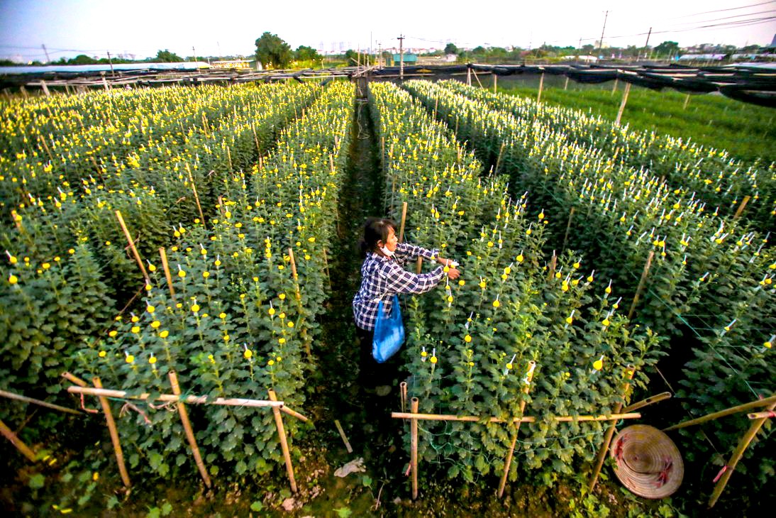 Làng hoa Tây Tựu nhộn nhịp vào xuân