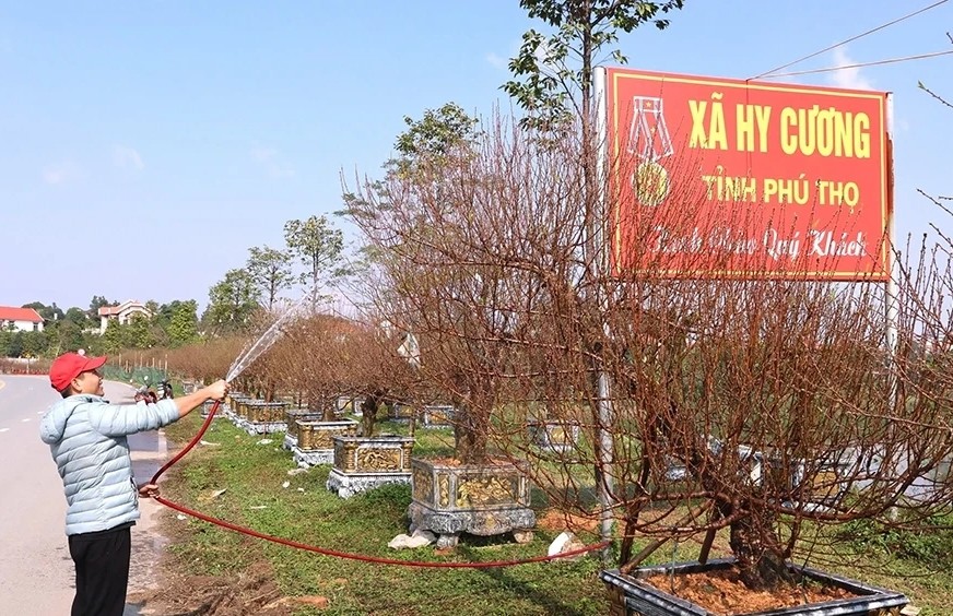 Làng nghề hoa đào Nhà Nít doanh thu hàng chục tỷ đồng dịp Tết