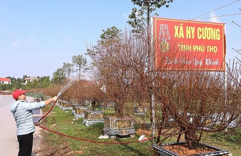 lang nghe hoa dao nha nit doanh thu hang chuc ty dong dip tet