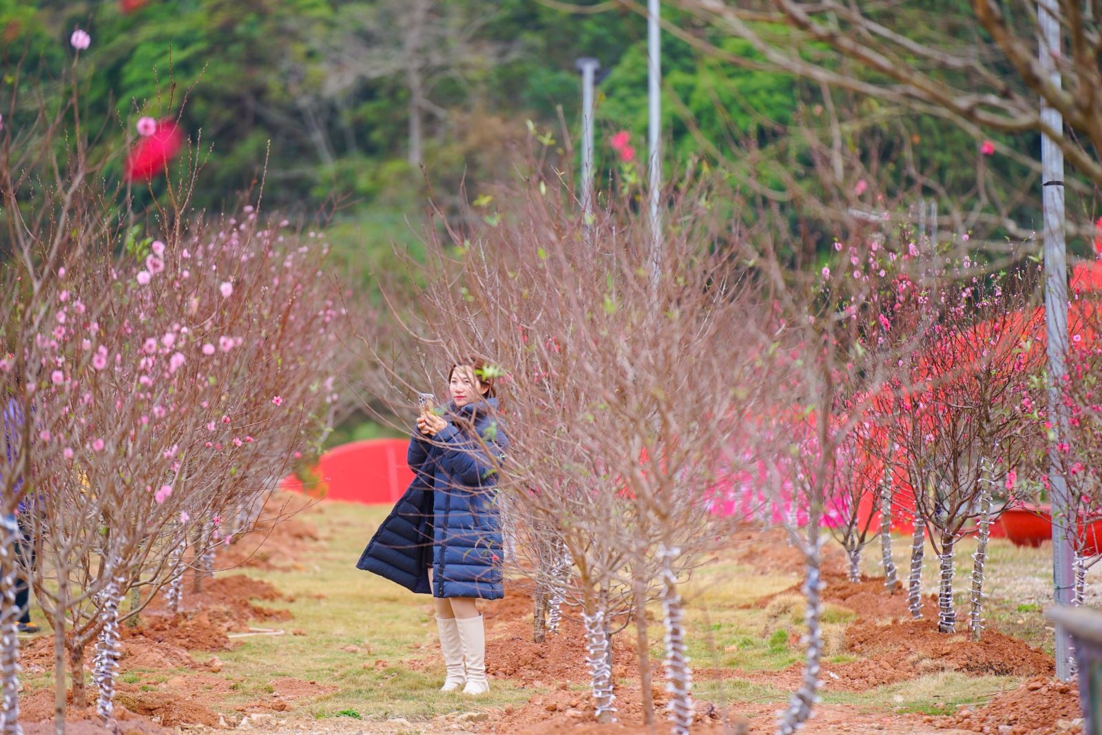 Sắc hoa đào xứ Lạng kết nối muôn phương