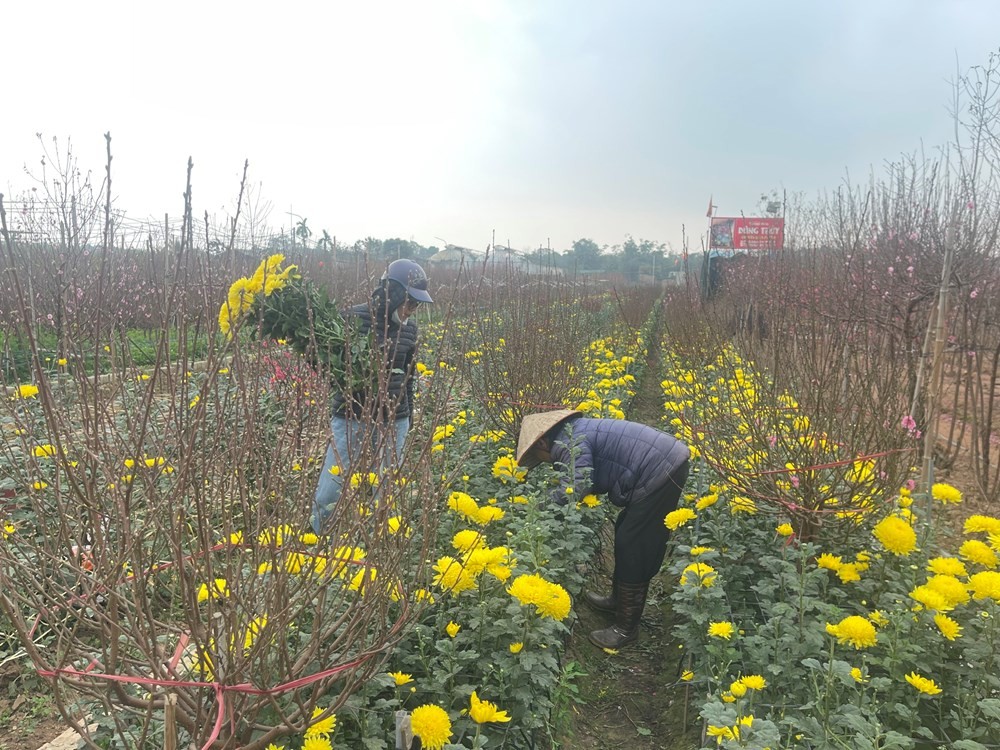 Bền bỉ giữ nghề trồng đào Nhật Tân giữa làn sóng đô thị hóa