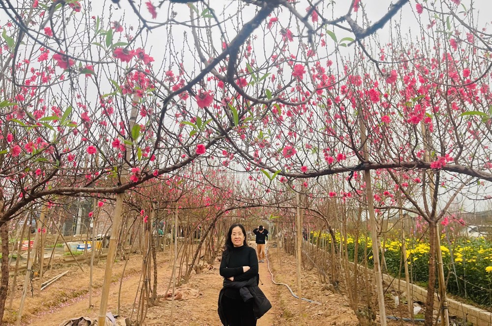 Bền bỉ giữ nghề trồng đào Nhật Tân giữa làn sóng đô thị hóa