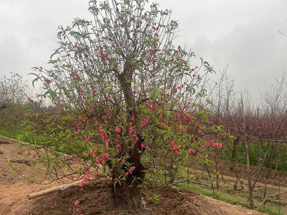 Bền bỉ giữ nghề trồng đào Nhật Tân giữa làn sóng đô thị hóa