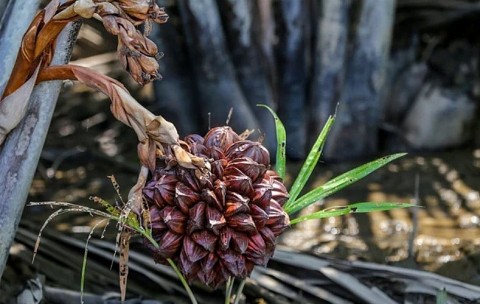 chang trai quang ngai khoi nghiep voi mat dua nuoc
