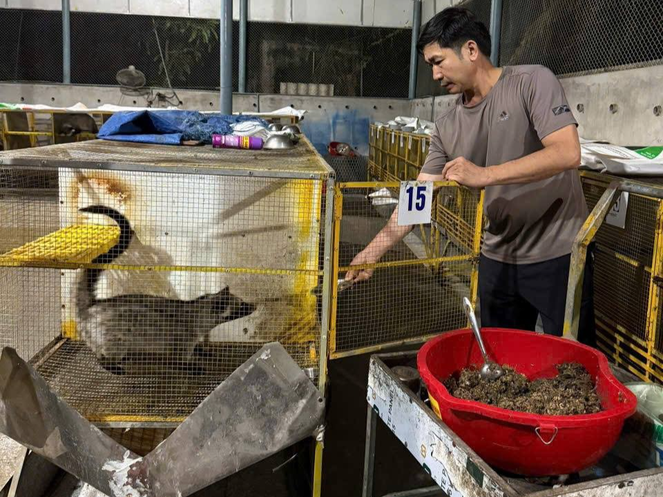 Hiệu quả mô hình nuôi chồn hương ở Hội Sơn Hiệu quả mô hình nuôi chồn hương ở Hội Sơn