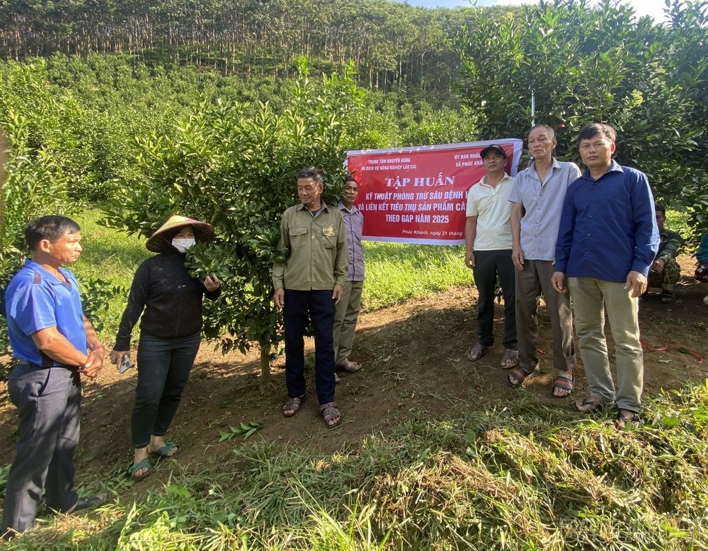 Khuyến nông Lào Cai chuyển hướng đa giá trị, gắn sản xuất với chuỗi giá trị Khuyến nông Lào Cai chuyển hướng đa giá trị, gắn sản xuất với chuỗi giá trị